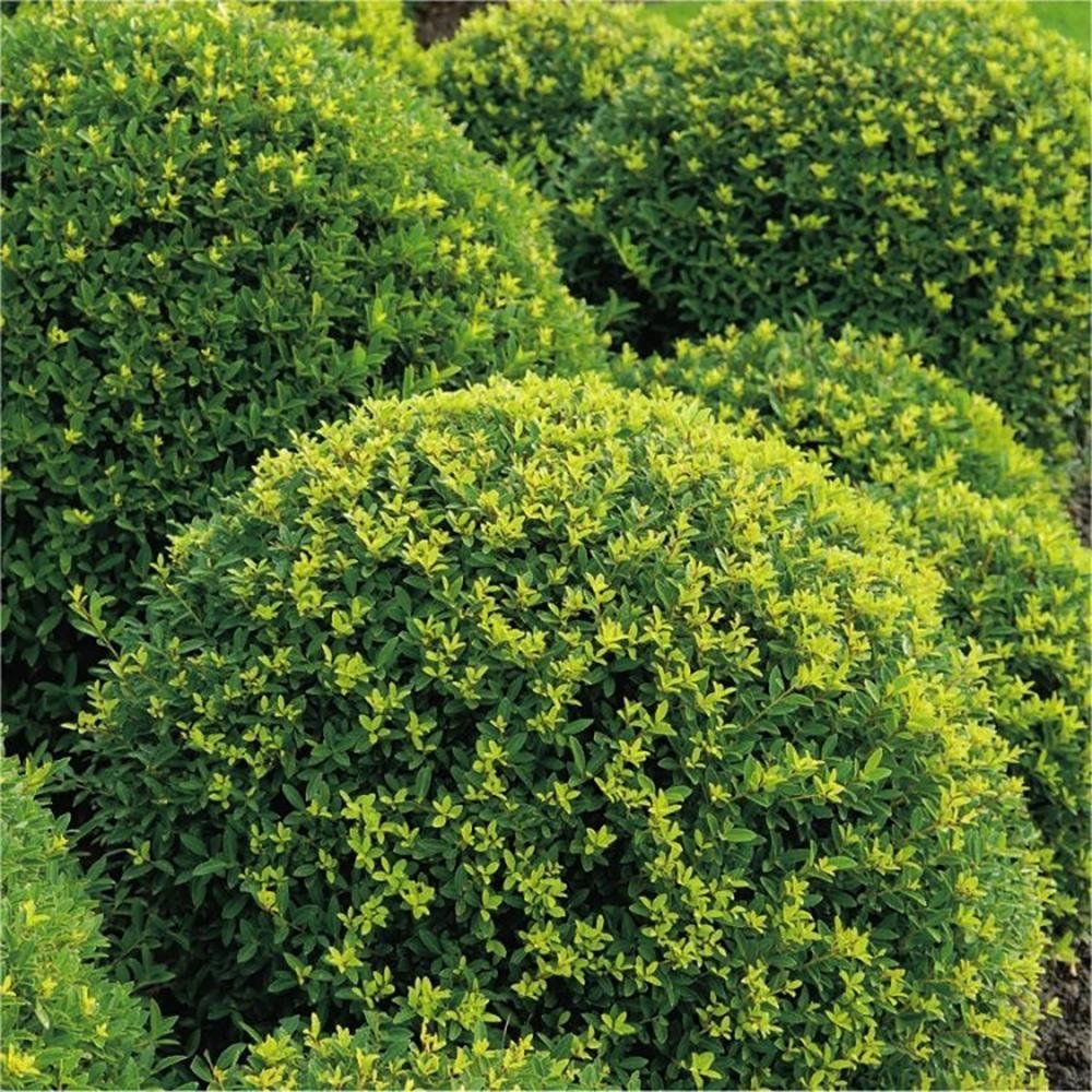 Laur Japonez Vesnic Verde Convexa Rotund (Ilex), Gard Viu Rezistent La Inghet