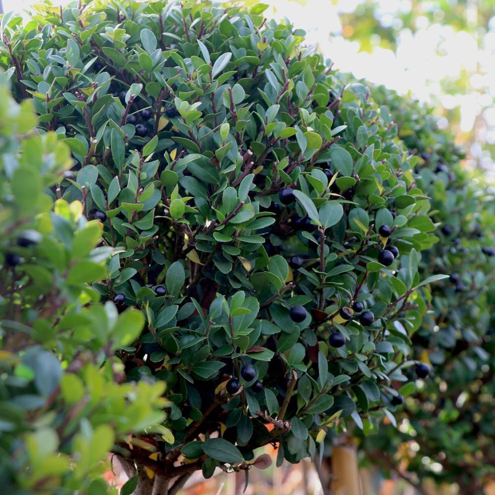 Laur Japonez Vesnic Verde Convexa Rotund (Ilex), Gard Viu Rezistent La Inghet