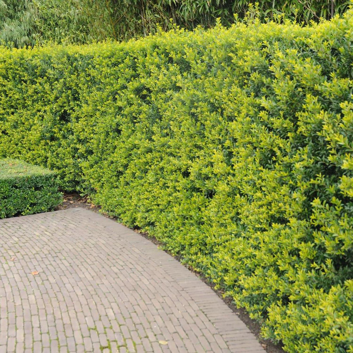 Laur Japonez Vesnic Verde Dark Green (Ilex), Gard Viu Rezistent la Inghet