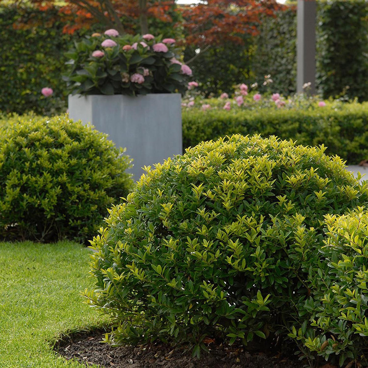 Laur Japonez Vesnic Verde Dark Green (Ilex), Gard Viu Rezistent la Inghet