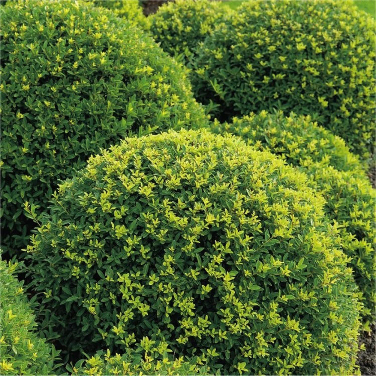 Laur Japonez Vesnic Verde Dark Green (Ilex), Gard Viu Rezistent la Inghet