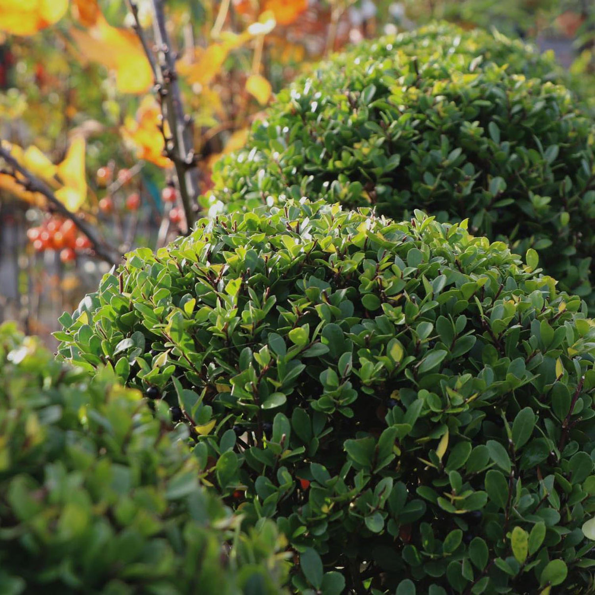 Laur Japonez Vesnic Verde Dark Green (Ilex), Gard Viu Rezistent la Inghet