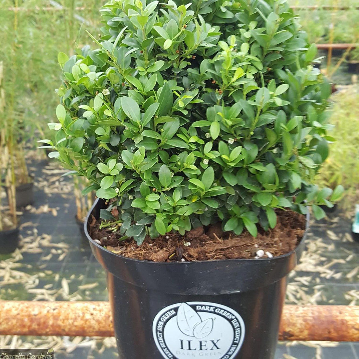 Laur Japonez Vesnic Verde Dark Green (Ilex), Gard Viu Rezistent la Inghet