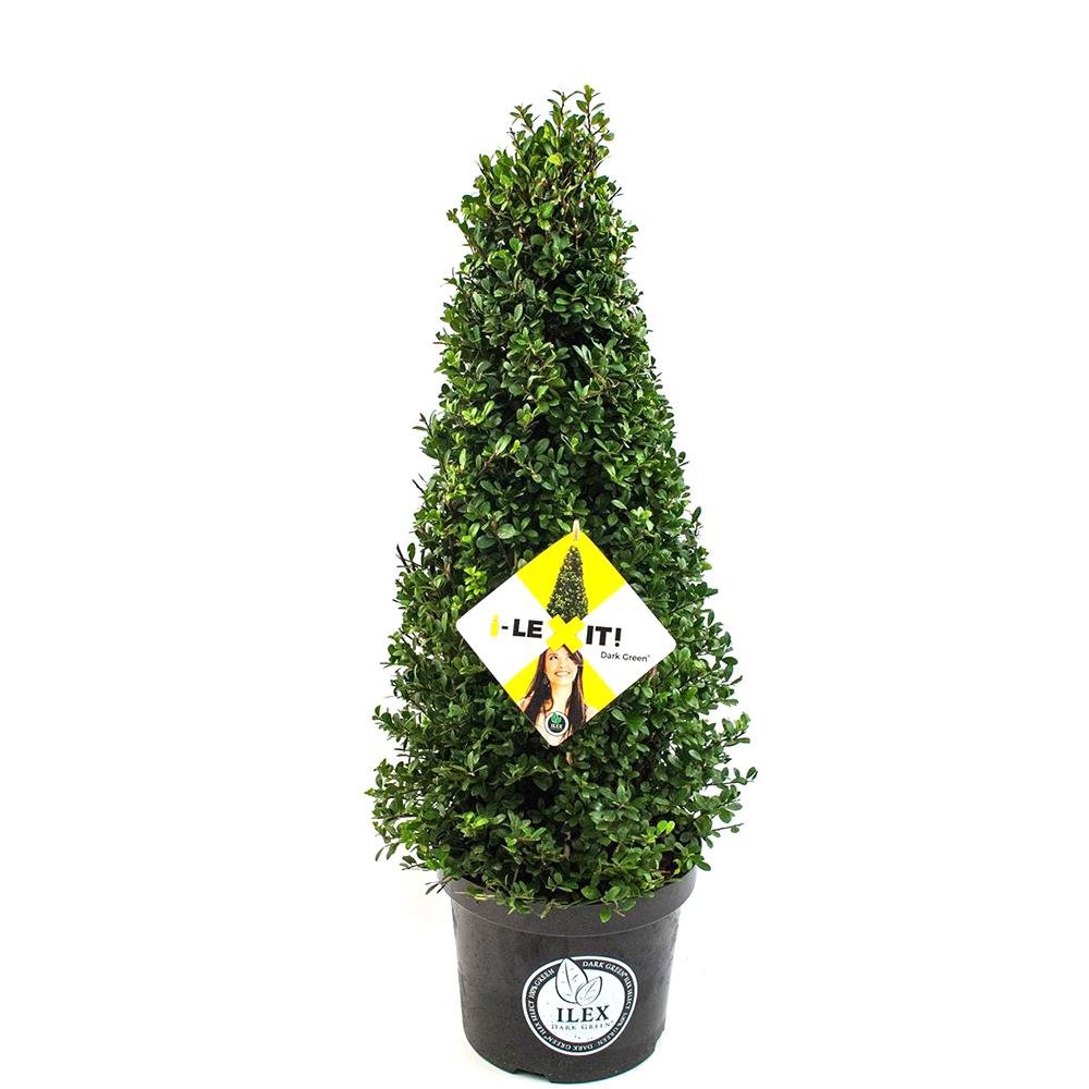 Laur Japonez Ilex Dark Green Piramida