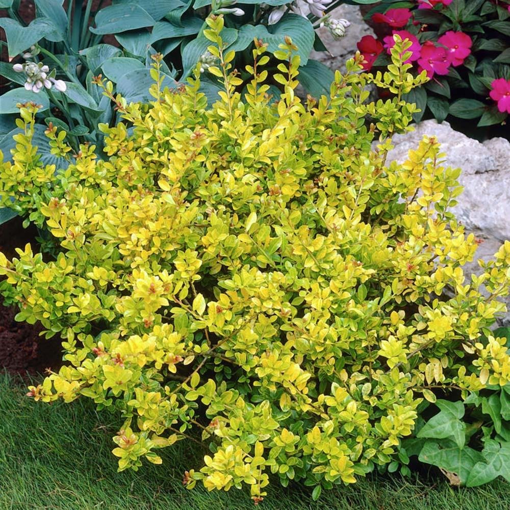 Laur Japonez Vesnic Verde Golden Gem (Ilex), Gard Viu Rezistent La Inghet
