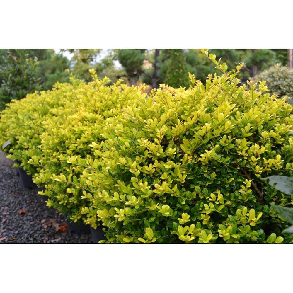 Laur Japonez Vesnic Verde Golden Gem (Ilex), Gard Viu Rezistent La Inghet