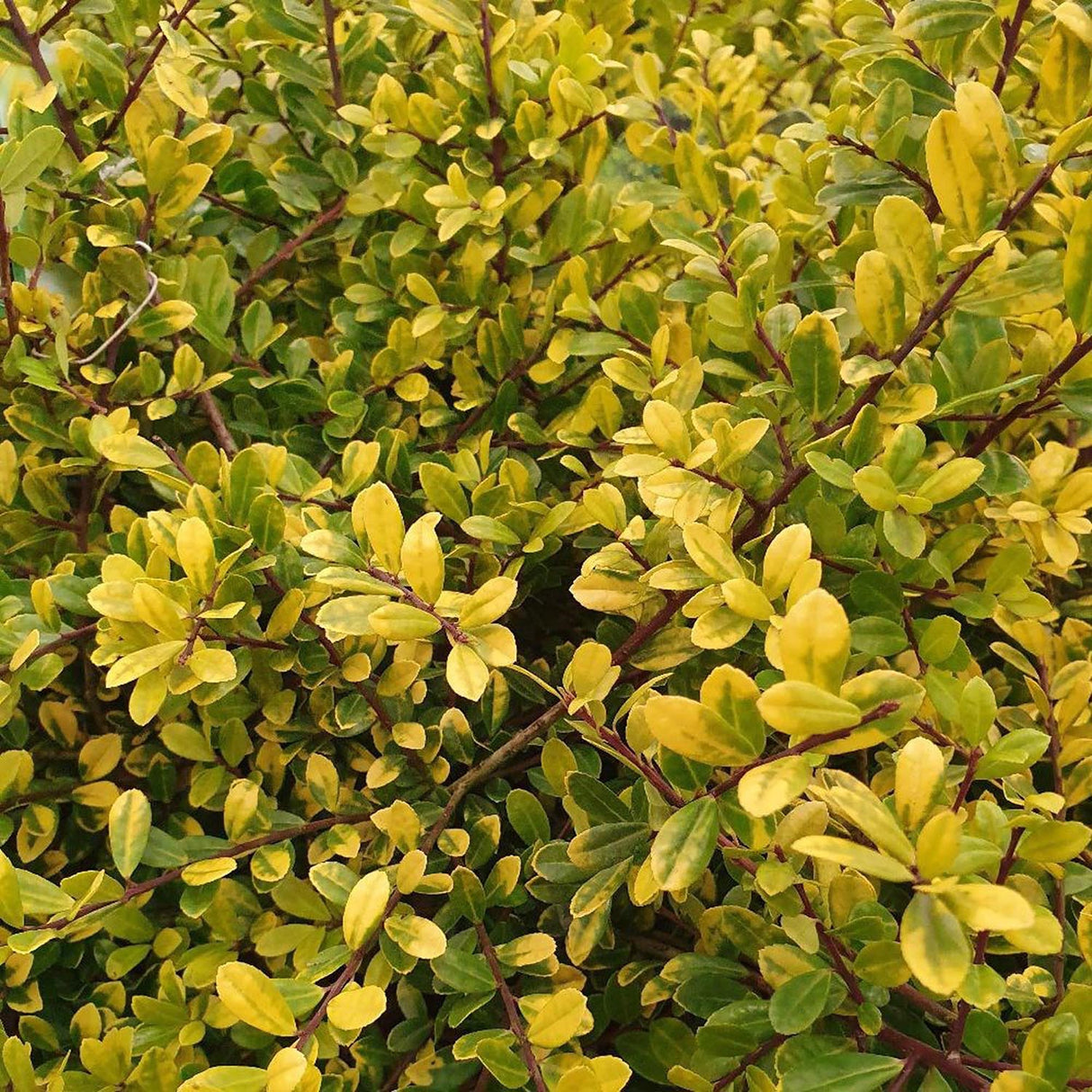 Laur Japonez Vesnic Verde Golden Gem (Ilex), Gard Viu Rezistent La Inghet