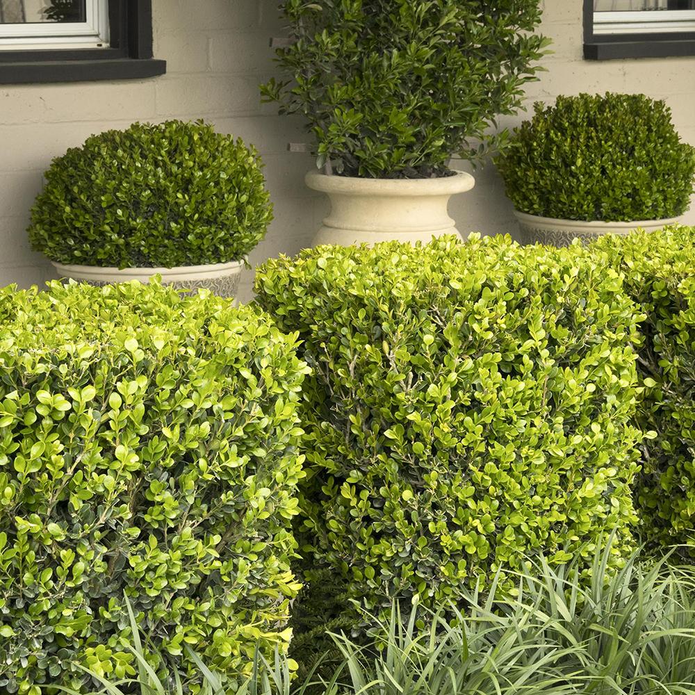 Laur Japonez Vesnic Verde Golden Gem (Ilex), Gard Viu Rezistent La Inghet