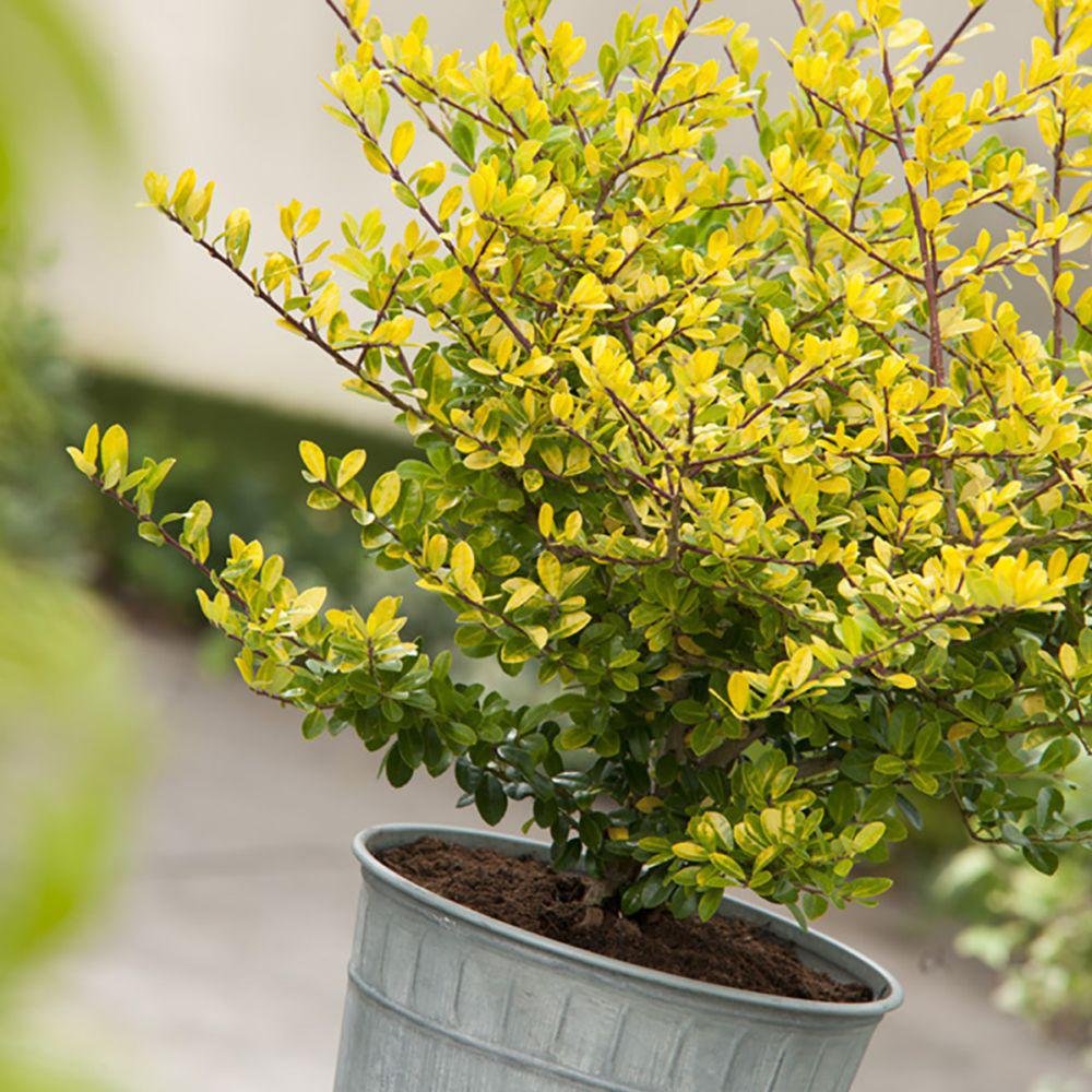 Laur Japonez Vesnic Verde Golden Gem (Ilex), Gard Viu Rezistent La Inghet