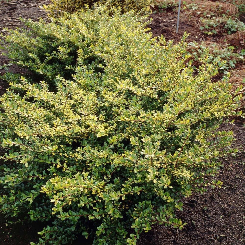 Laur Japonez Vesnic Verde Golden Gem (Ilex), Gard Viu Rezistent La Inghet
