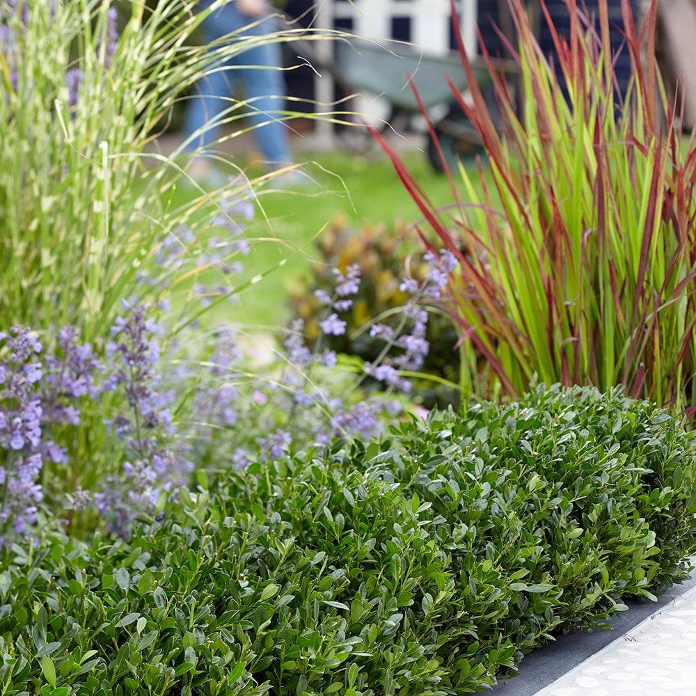 Laur Japonez Vesnic Verde Hedge (Ilex), Gard Viu Rezistent La Inghet