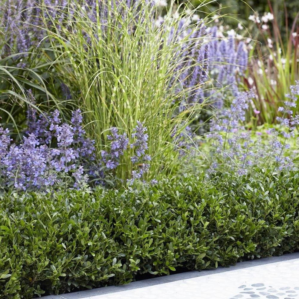 Laur Japonez Vesnic Verde Hedge (Ilex), Gard Viu Rezistent La Inghet