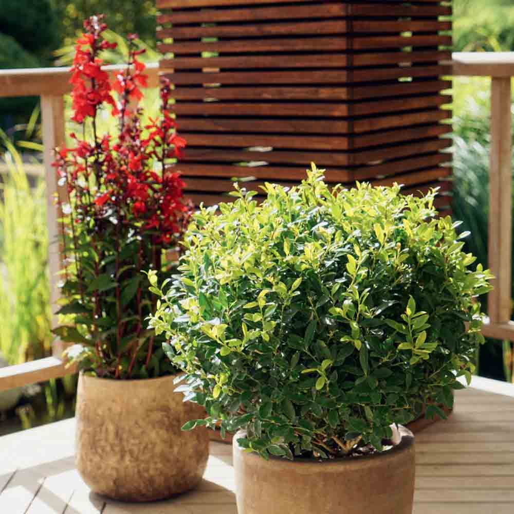 Laur Japonez Vesnic Verde Impala (Ilex), Gard Viu Rezistent La Inghet