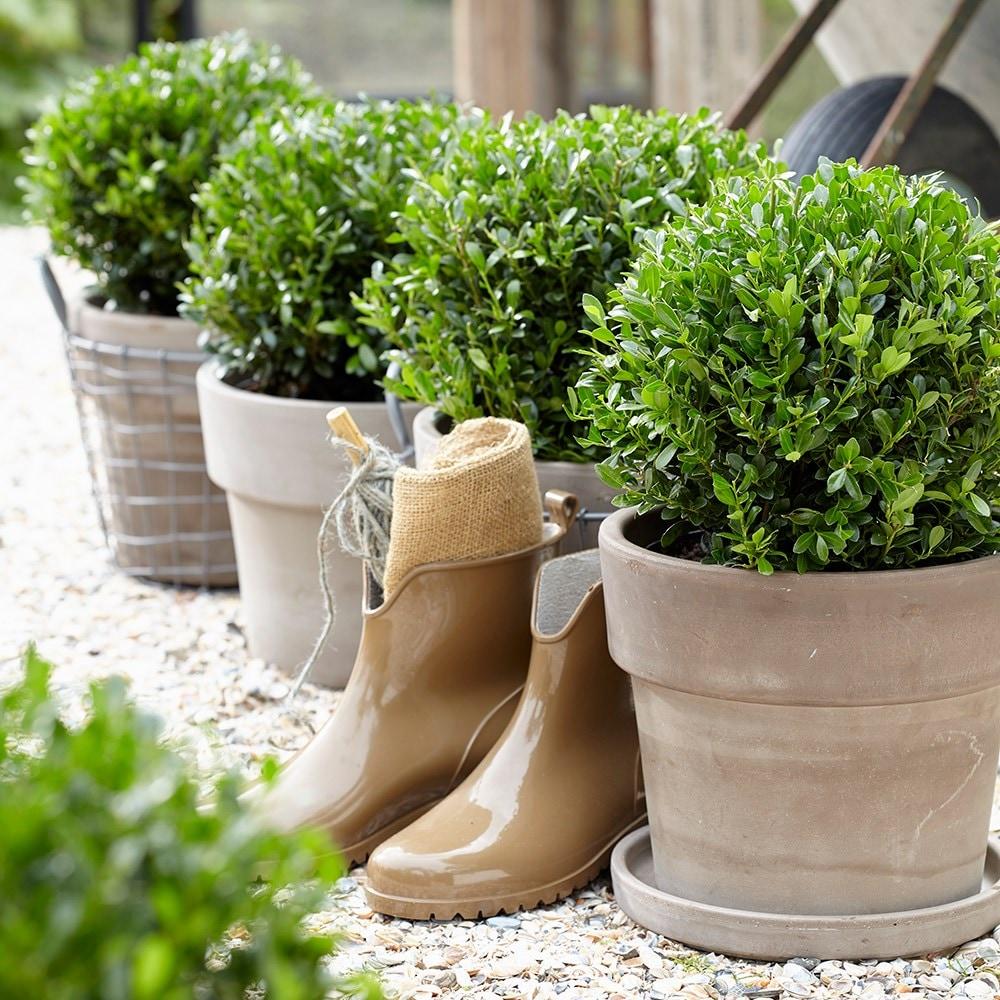 Laur Japonez Vesnic Verde Luxury Globe (Ilex), Gard Viu Rezistent La Inghet