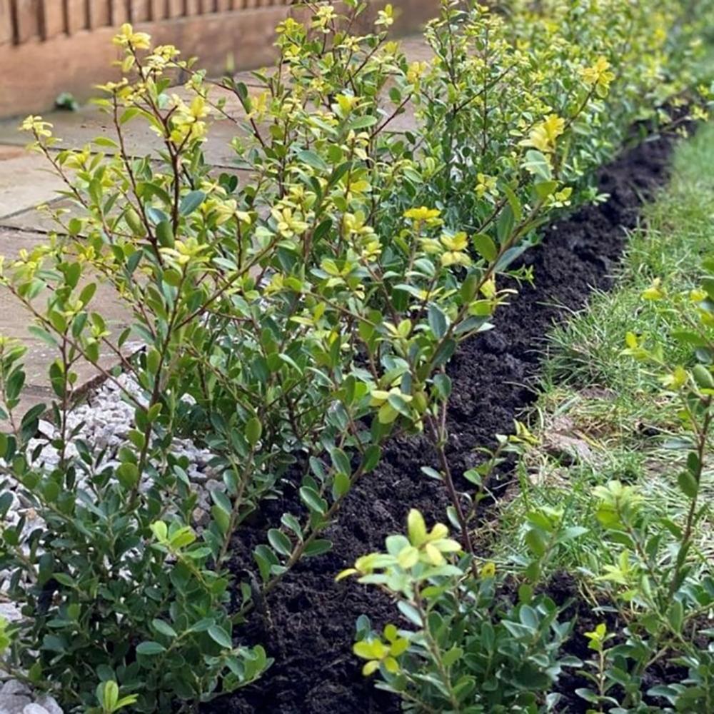 Laur Japonez Vesnic Verde Maxima (Ilex), Gard Viu Rezistent La Inghet