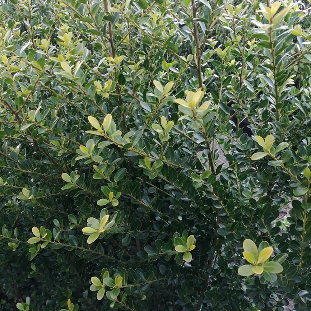 Laur Japonez Vesnic Verde Maxima (Ilex), Gard Viu Rezistent La Inghet
