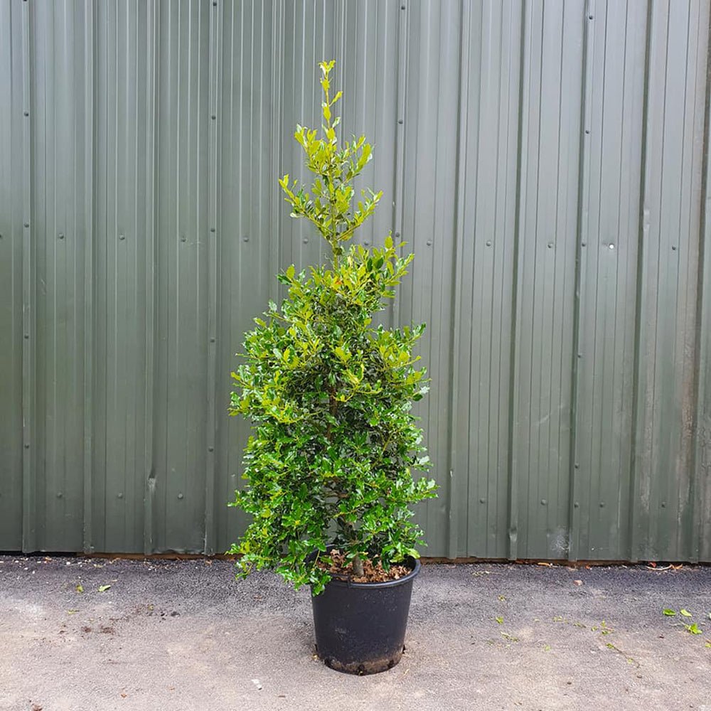 Laur Japonez Vesnic Verde Heckenfee (Ilex), Gard Viu Rezistent La Inghet