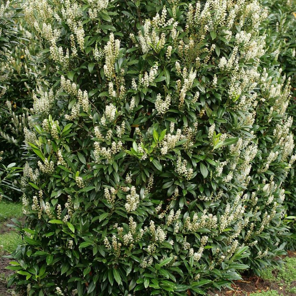 Laur Englezesc Vesnic Verde Green Torch (Laurocires), Gard Viu cu Flori