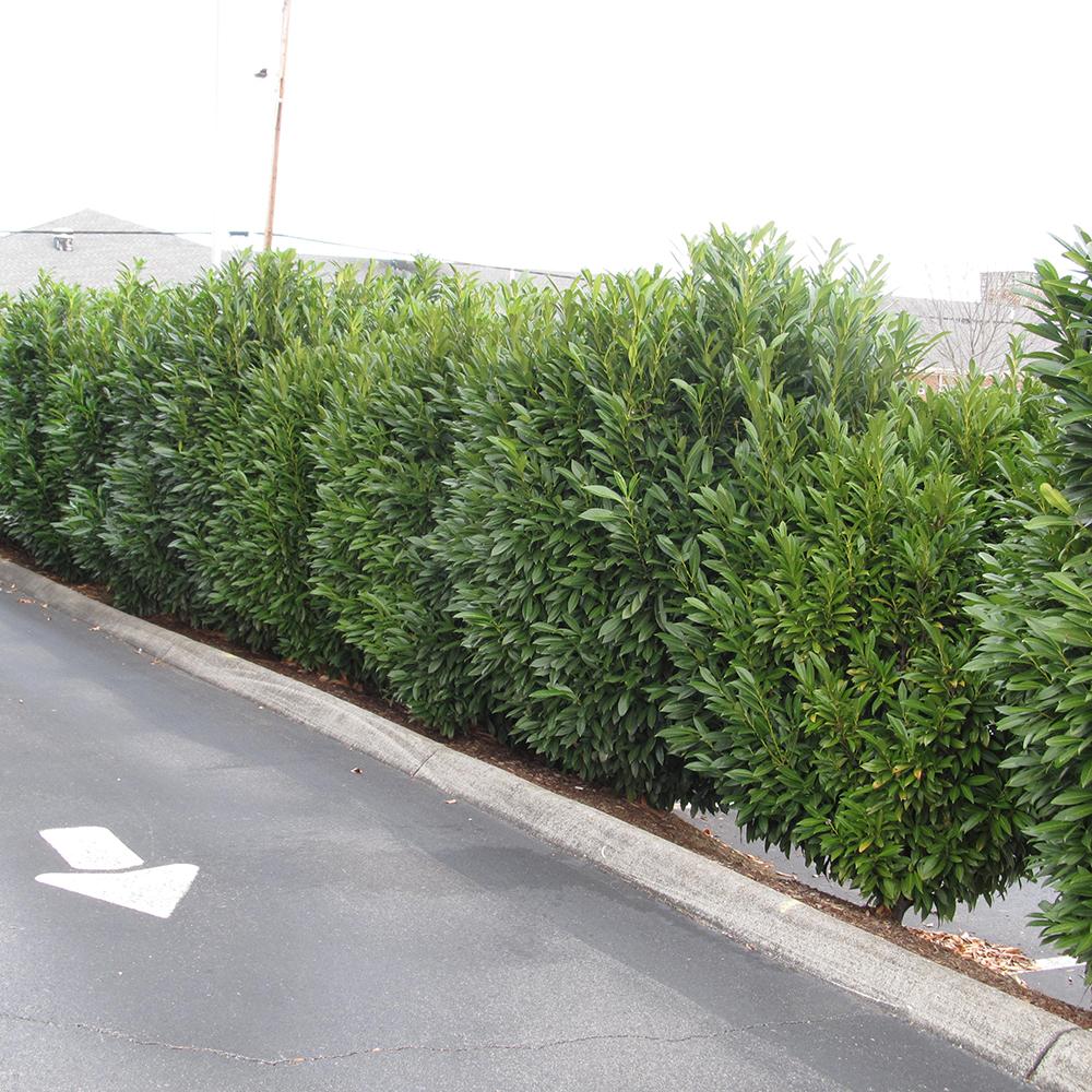 Laur Englezesc Vesnic Verde Green Torch (Laurocires), Gard Viu cu Flori