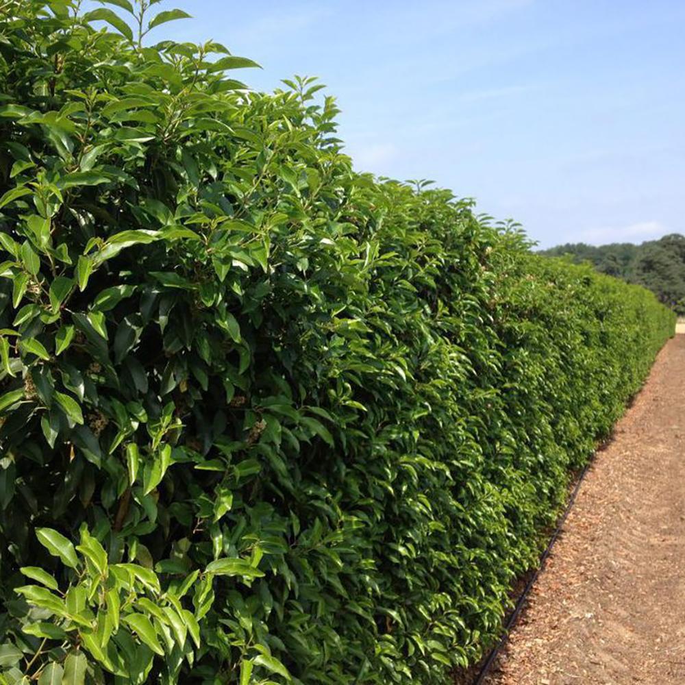 Laur Englezesc Vesnic Verde Angustifolia (Laurocires), Gard Viu cu Flori