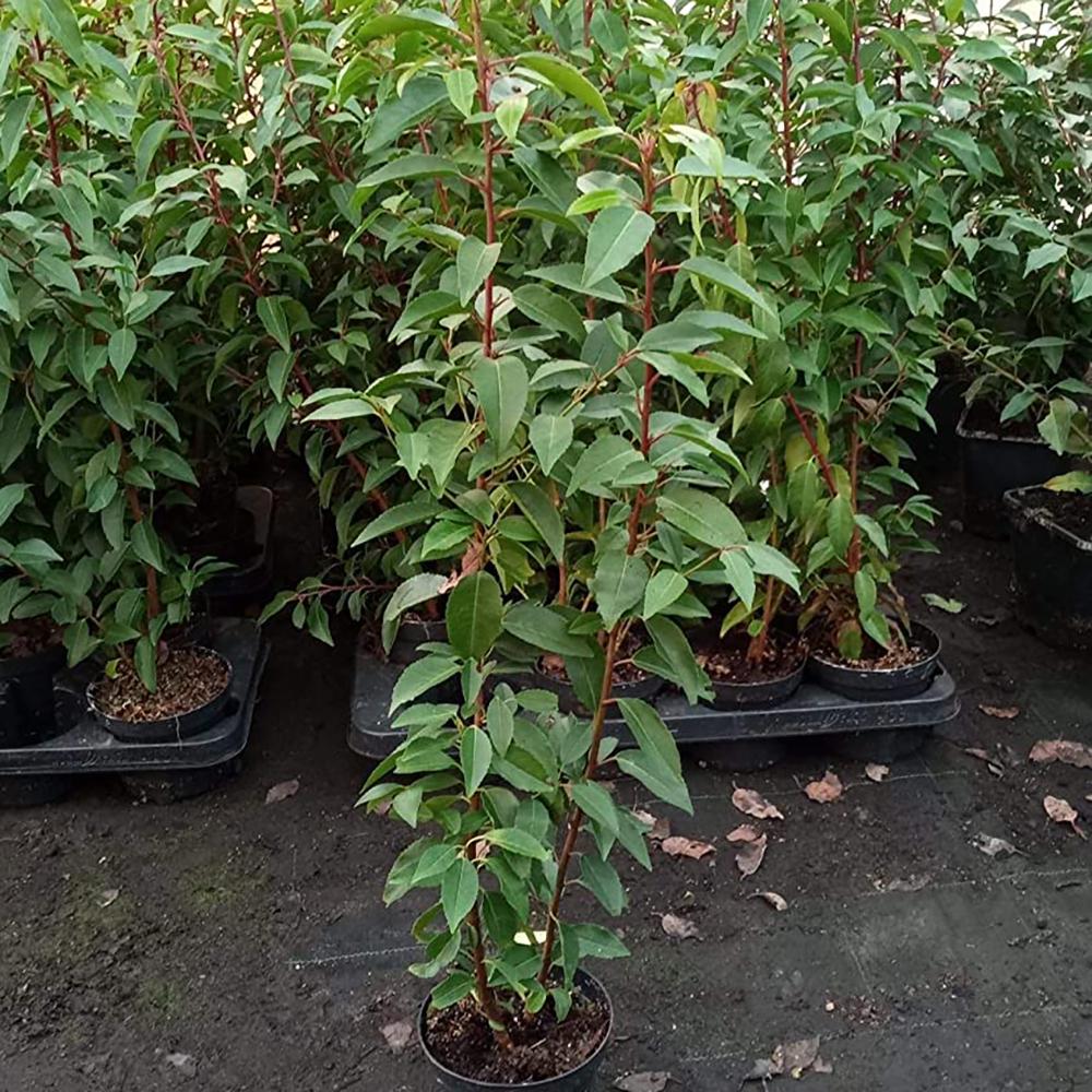 Laur Englezesc Vesnic Verde Angustifolia (Laurocires), Gard Viu cu Flori