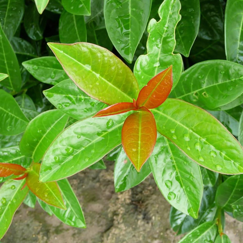 Laur Englezesc Vesnic Verde Antonius (Laurocires), Gard Viu cu Flori