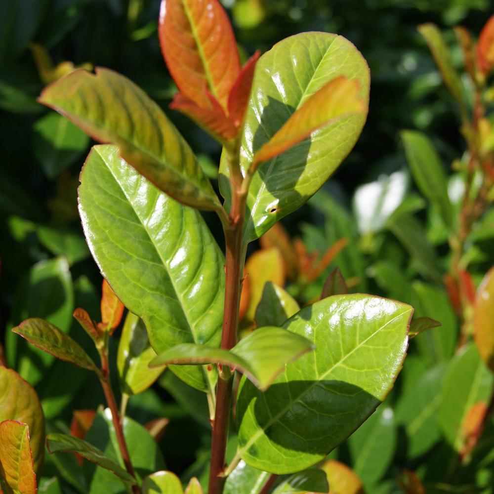 Laur Englezesc Vesnic Verde Antonius (Laurocires), Gard Viu cu Flori