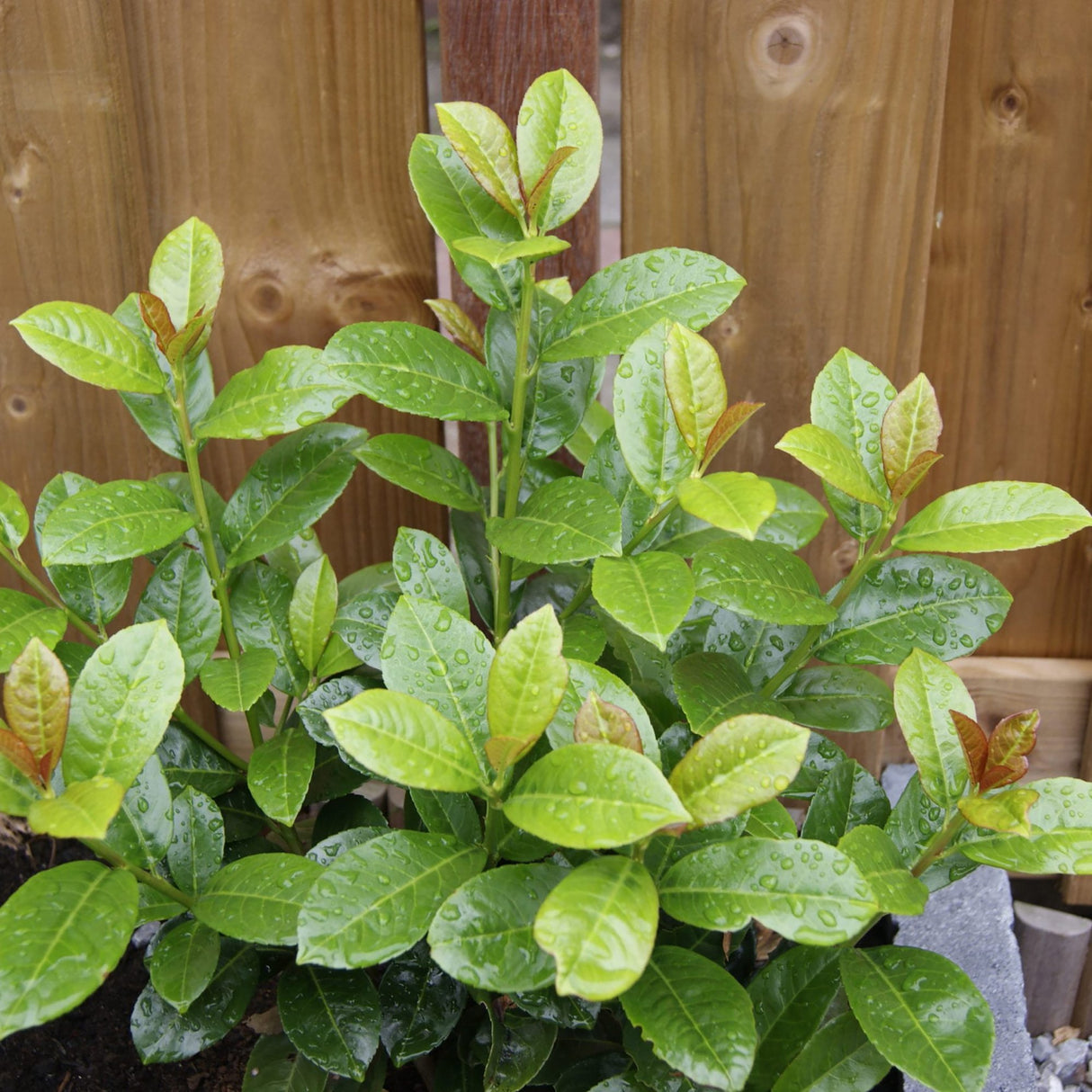 Laur Englezesc Vesnic Verde Antonius (Laurocires), Gard Viu cu Flori