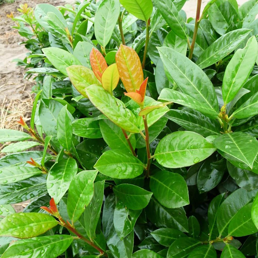 Laur Englezesc Vesnic Verde Antonius (Laurocires), Gard Viu cu Flori