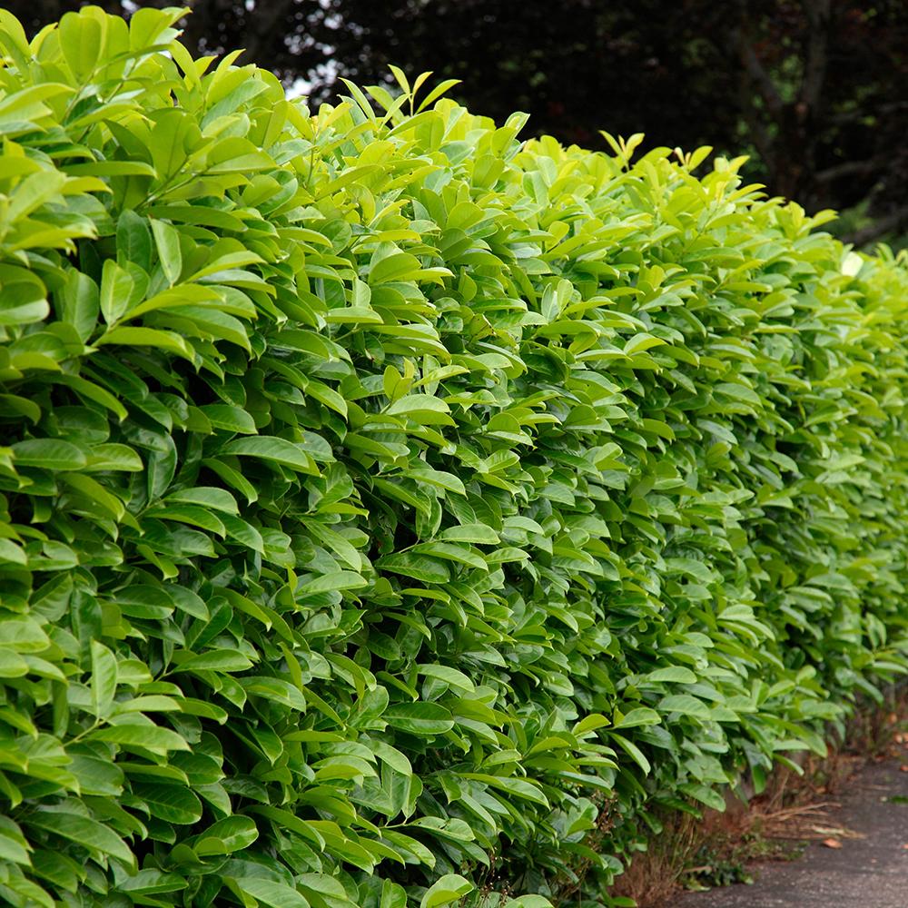 Laur Englezesc Vesnic Verde Etna (Laurocires), Gard Viu cu Flori