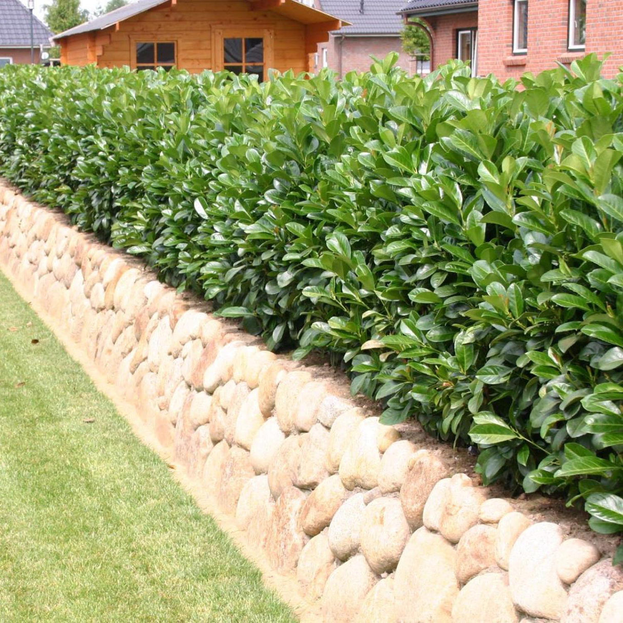 Laur Englezesc Vesnic Verde Etna (Laurocires), Gard Viu cu Flori