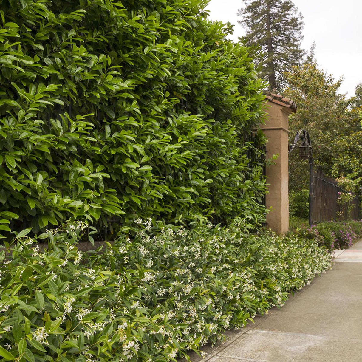 Laur Englezesc Vesnic Verde Etna (Laurocires), Gard Viu cu Flori