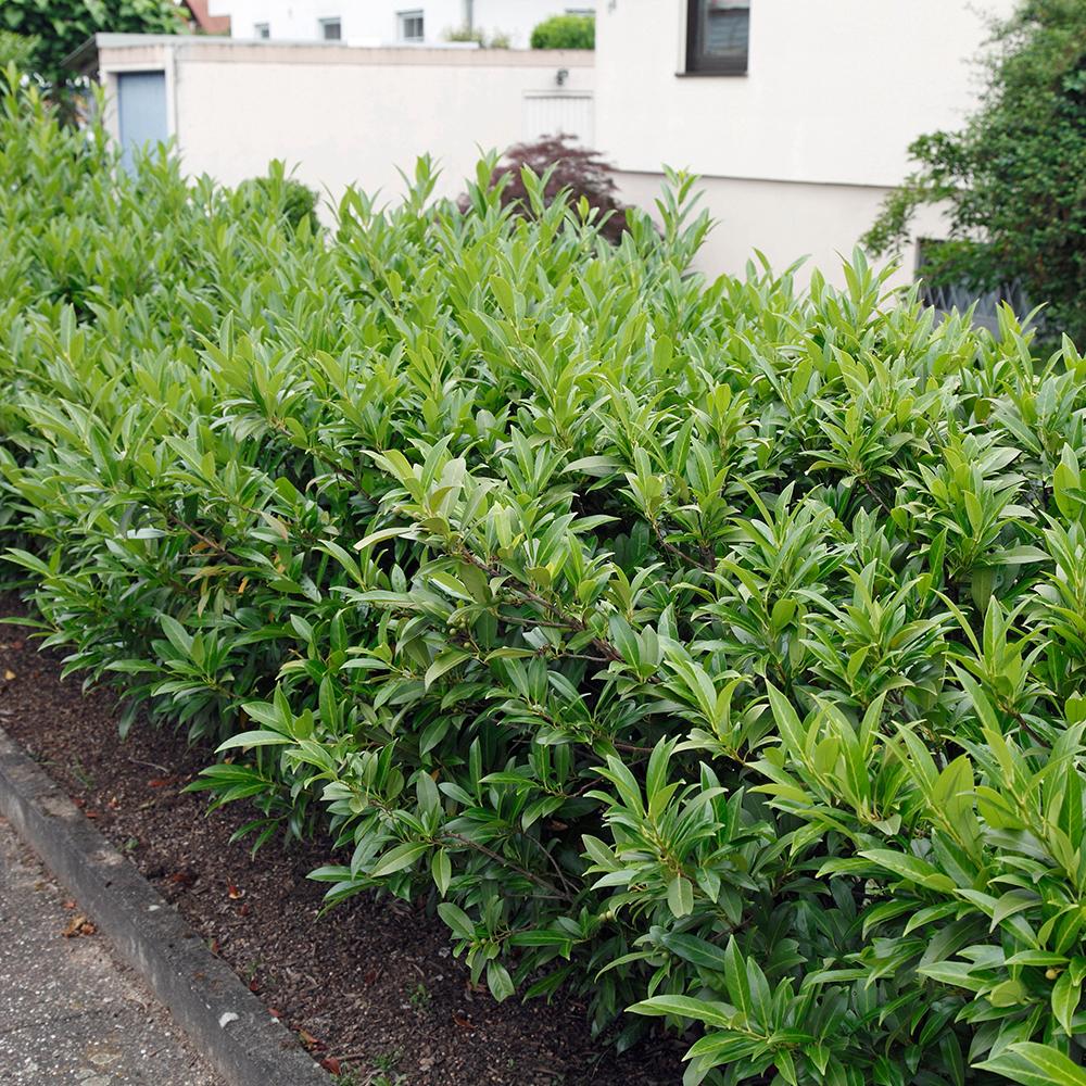 Laur Englezesc Vesnic Verde Otto Luyken (Laurocires), Gard Viu cu Flori