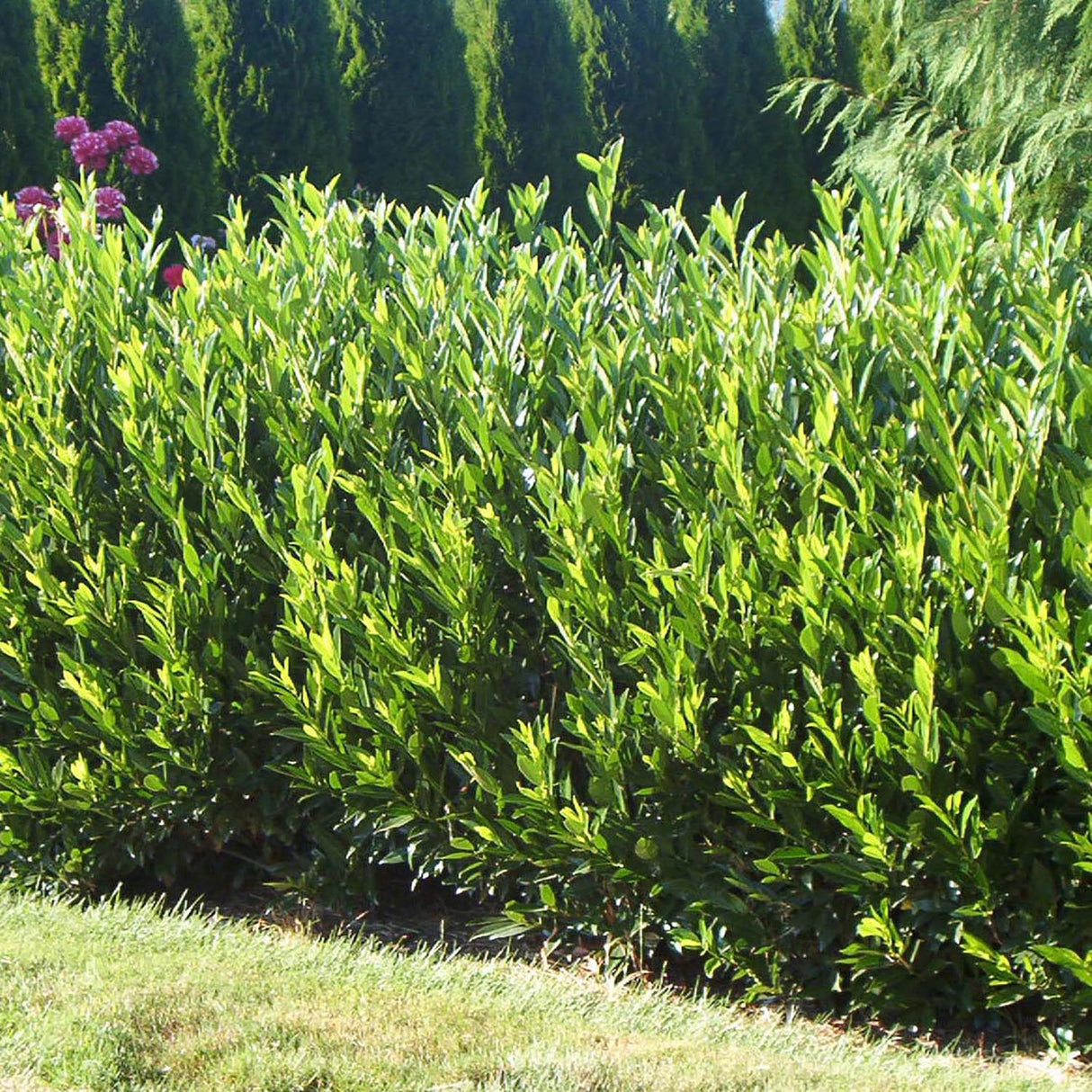 Laur Englezesc Vesnic Verde Otto Luyken (Laurocires), Gard Viu cu Flori