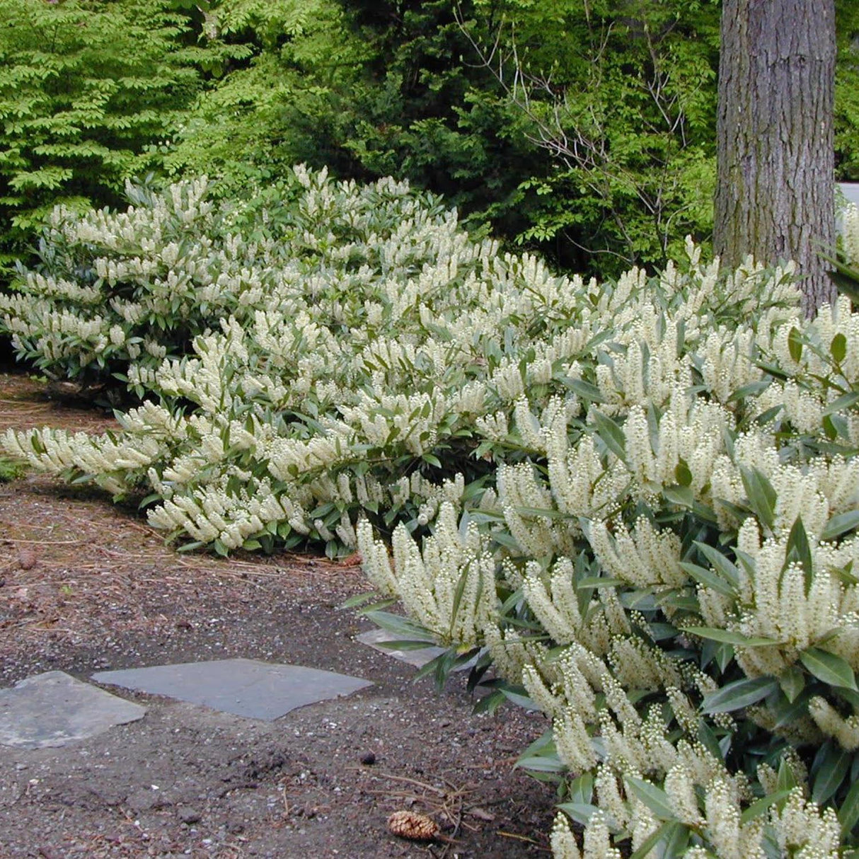 Laur Englezesc Vesnic Verde Otto Luyken (Laurocires), Gard Viu cu Flori