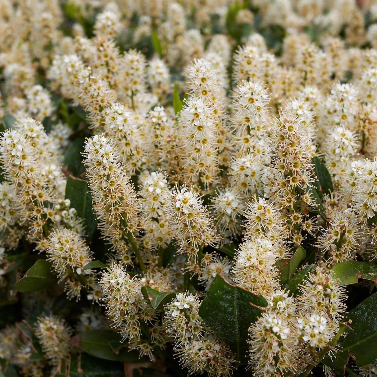 Laur Englezesc Vesnic Verde Otto Luyken (Laurocires), Gard Viu cu Flori