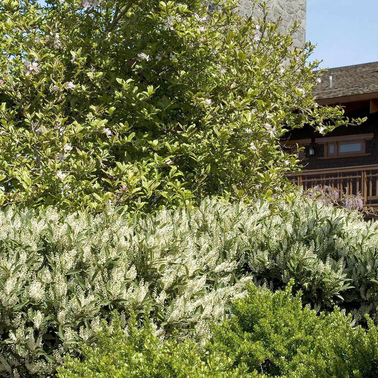 Laur Englezesc Vesnic Verde Otto Luyken (Laurocires), Gard Viu cu Flori