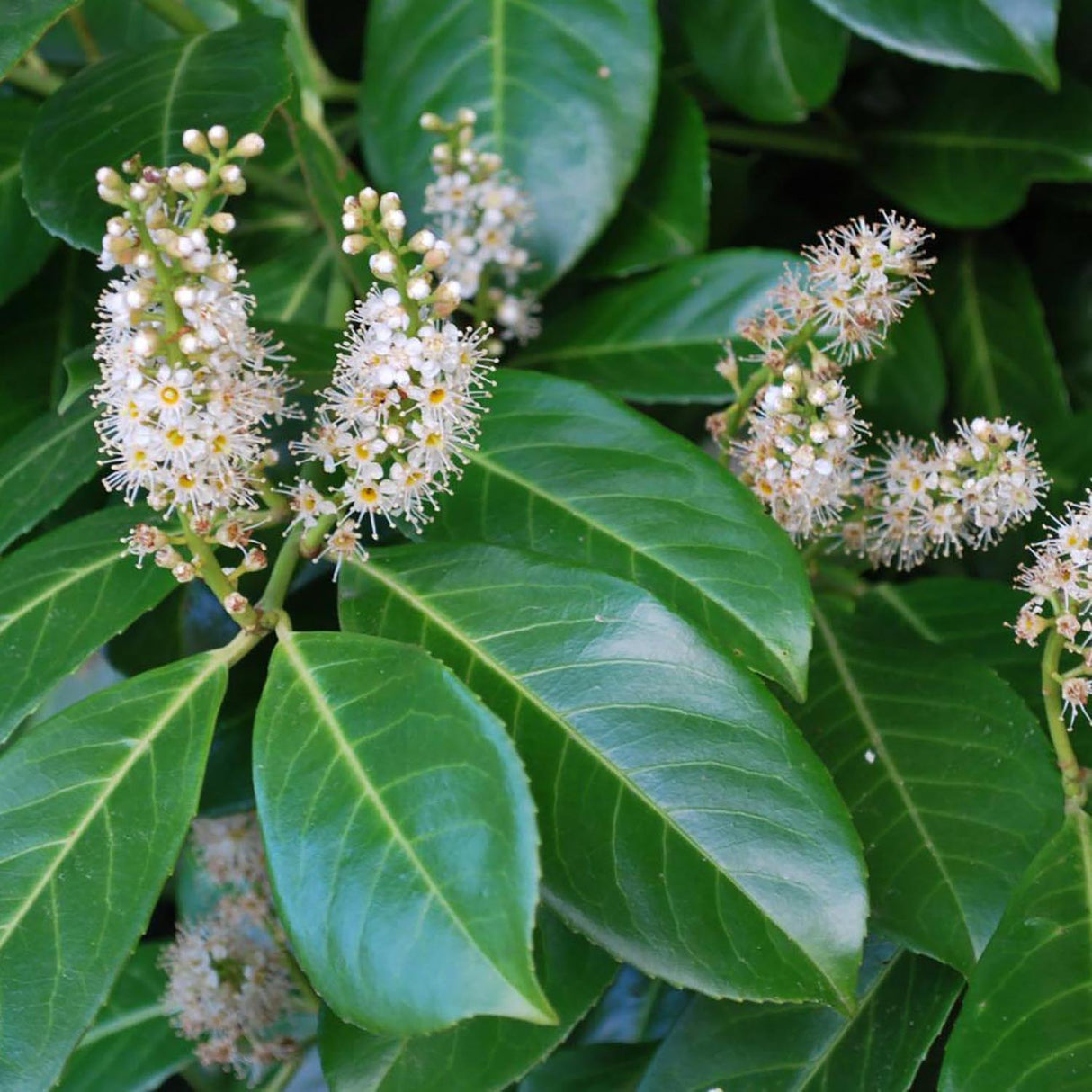 Laur Englezesc Vesnic Verde Rotundifolia (Laurocires), Gard Viu cu Flori