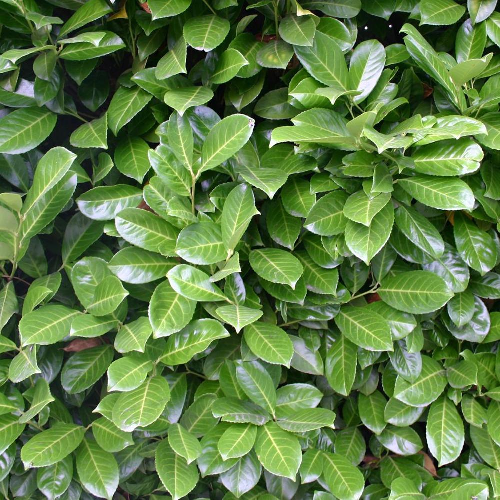 Laur Englezesc Vesnic Verde Rotundifolia (Laurocires), Gard Viu cu Flori
