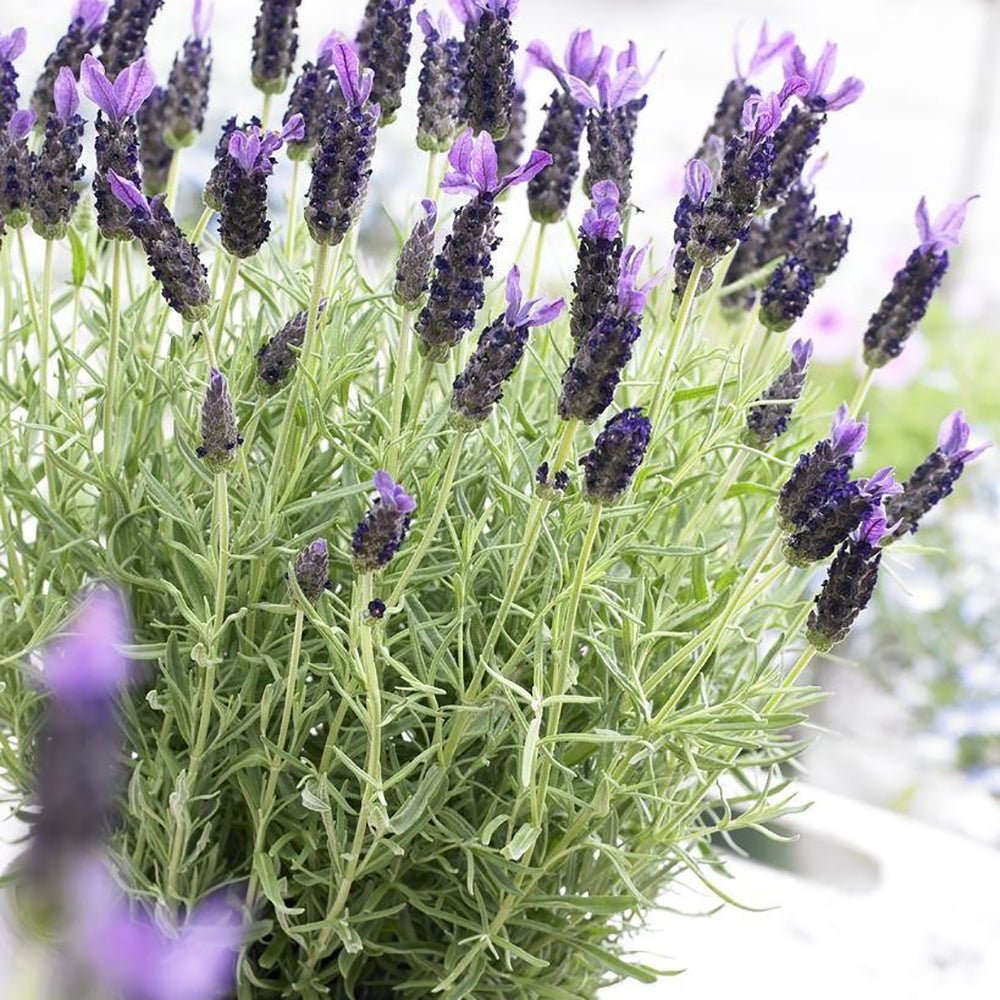 Lavanda Anouk, cu flori violet intens si parfum puternic
