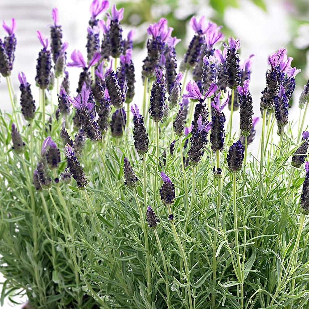 Lavanda Anouk, cu flori violet intens si parfum puternic