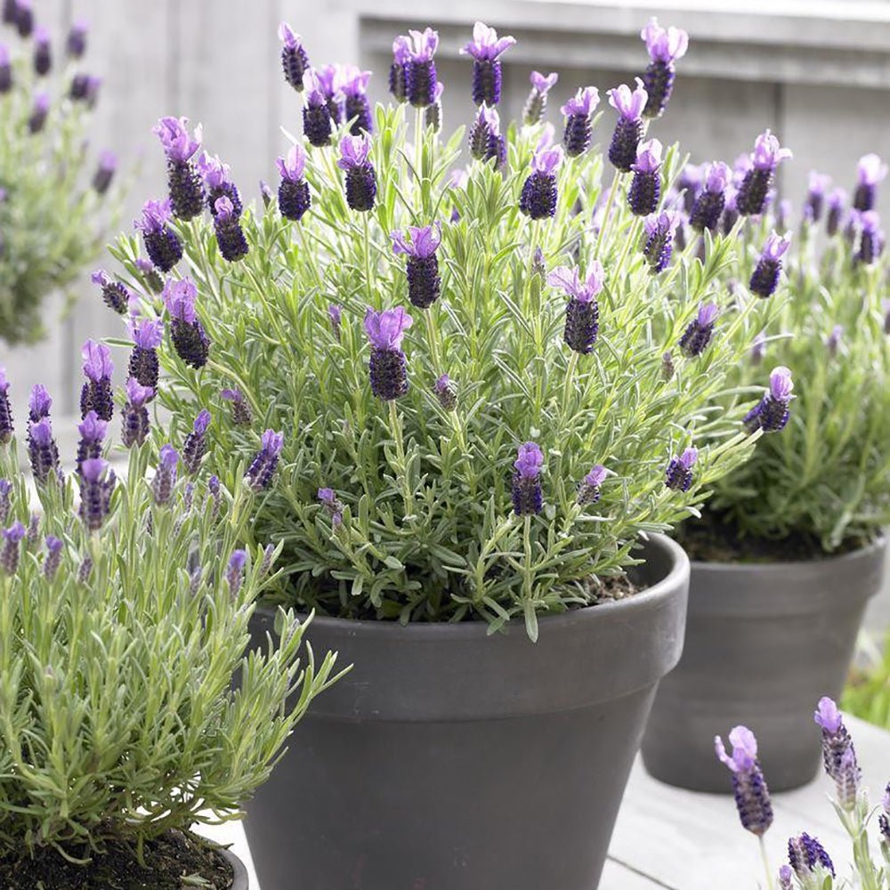 Lavanda Anouk, cu flori violet intens si parfum puternic