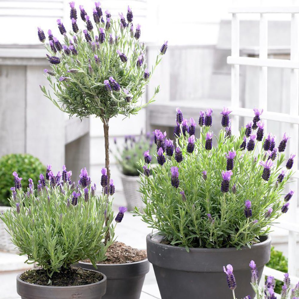 Lavanda Anouk, cu flori violet intens si parfum puternic