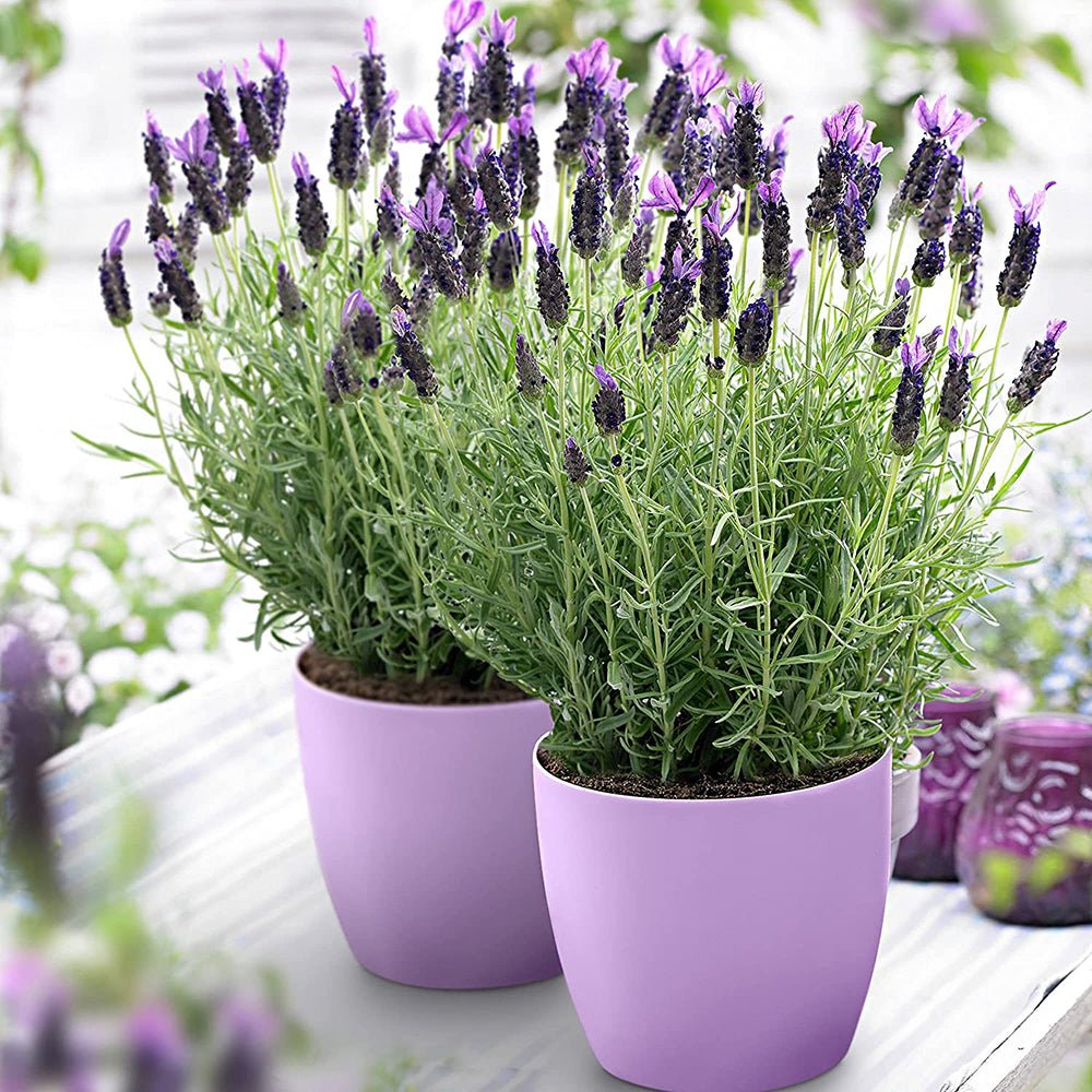 Lavanda Anouk, cu flori violet intens si parfum puternic