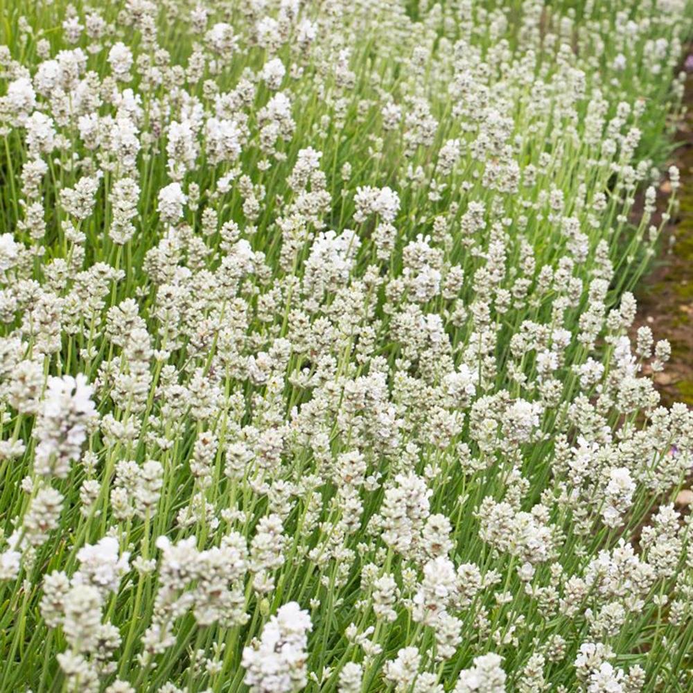 Lavanda Arctic Snow