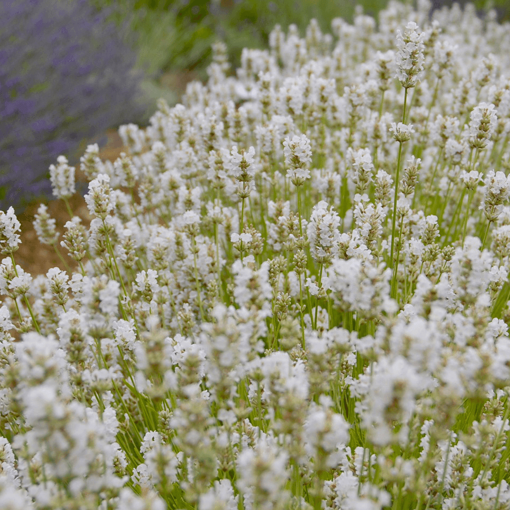 Lavanda Arctic Snow