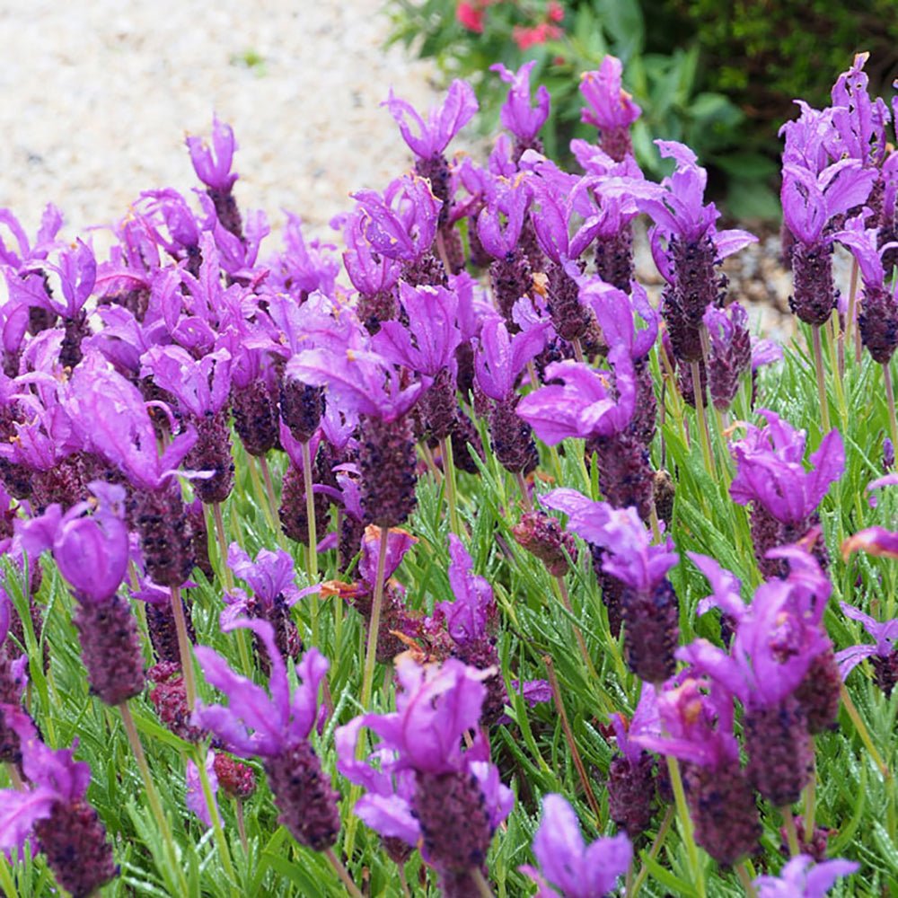 Lavanda Butterfly Early Summer