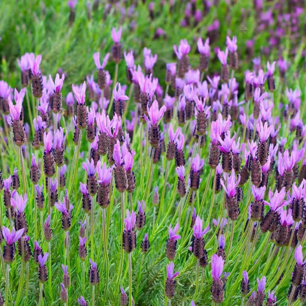 Lavanda Butterfly Early Summer