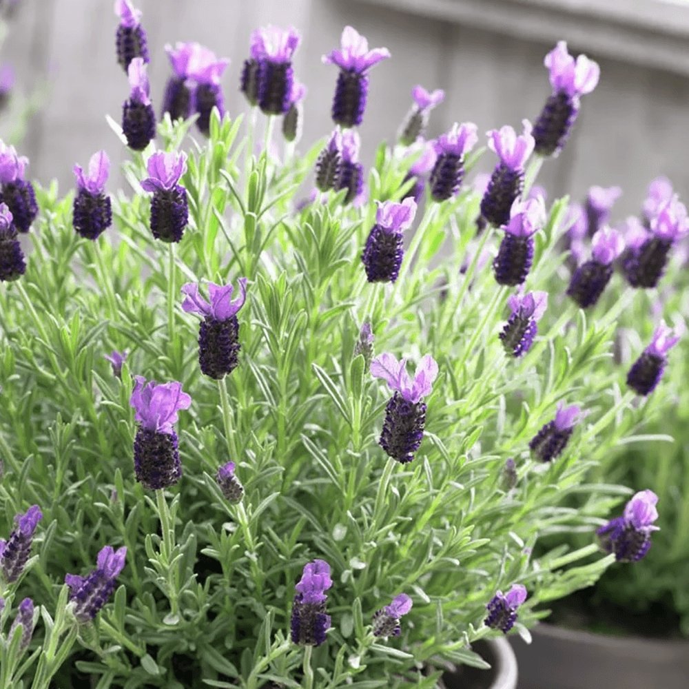 Lavanda Butterfly Early Summer