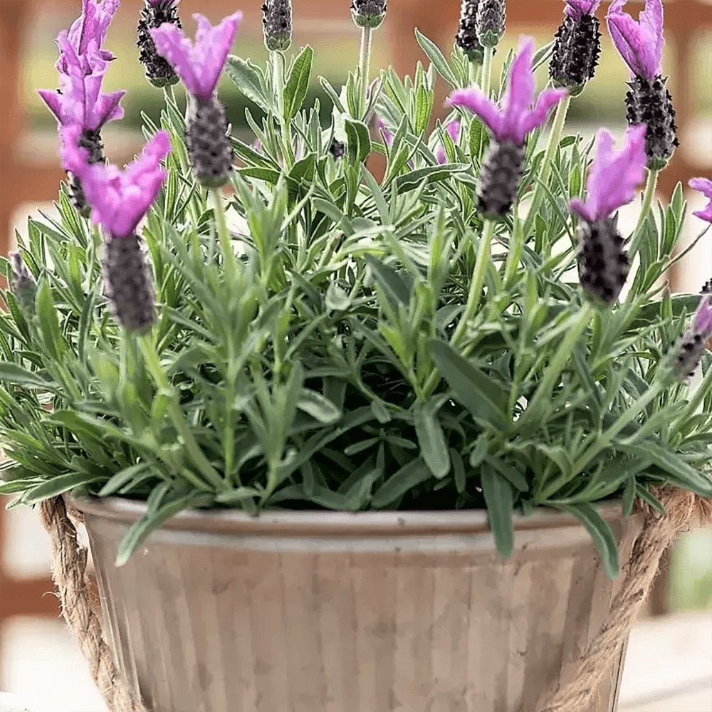 Lavanda Butterfly Early Summer